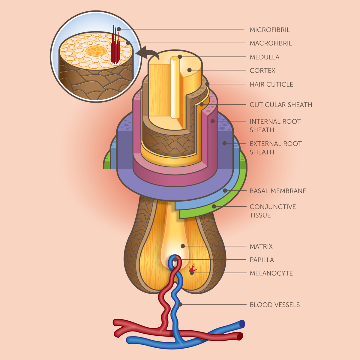 hair follicle cross section