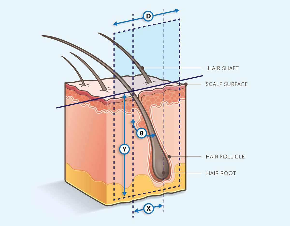 follicle illustration